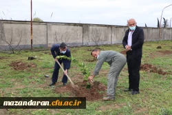کاشت 26 اصله نهال به نام 26 شهید دانشگاه فرهنگیان- پردیس دکتر شریعتی ساری به مناسبت روز درختکاری 7