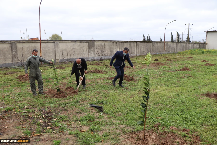 کاشت 26 اصله نهال به نام 26 شهید دانشگاه فرهنگیان- پردیس دکتر شریعتی ساری به مناسبت روز درختکاری 8