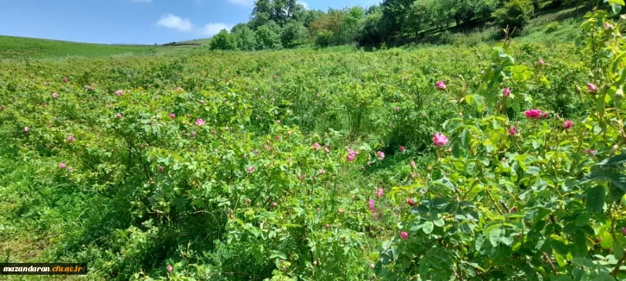 اردوی جشنواره گلاب گیری دودانگه ساری 9