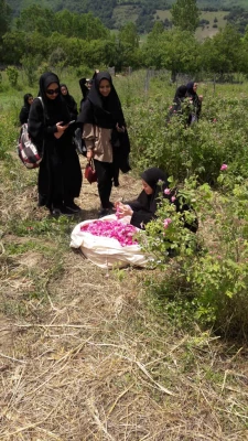 اردوی جشنواره گلاب گیری دودانگه ساری 12