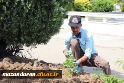 زیبا سازی و بازسازی دوره ای فضای سبز پردیس دکتر شریعتی 6