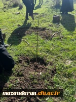 حضور گروه جهادی دانشجو معلمان بسیجی پردیس فاطمه الزهرا س ساری در جنگل های روستای پایین کولا از توابع  شهرستان ساری و کاشت ۲۰۰ اصله  نهال  6