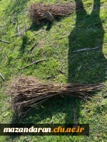 حضور گروه جهادی دانشجو معلمان بسیجی پردیس فاطمه الزهرا س ساری در جنگل های روستای پایین کولا از توابع  شهرستان ساری و کاشت ۲۰۰ اصله  نهال  8