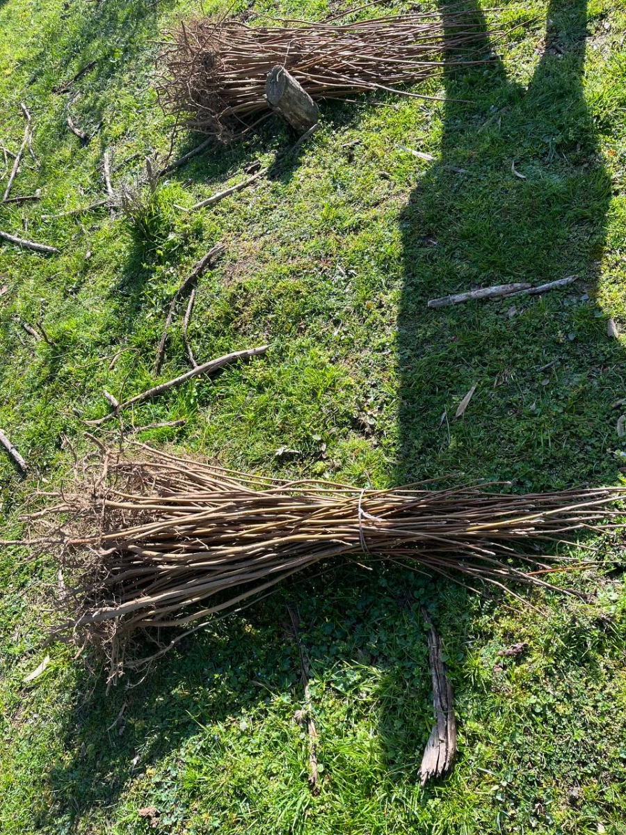 حضور گروه جهادی دانشجو معلمان بسیجی پردیس فاطمه الزهرا س ساری در جنگل های روستای پایین کولا از توابع  شهرستان ساری و کاشت ۲۰۰ اصله  نهال  8