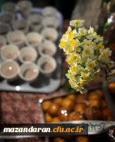 در قاب های این شب نورانی، 
دل هایی پیداست که
 با ذکر «یا فاطمه ﷺ» آرام گرفته اند. 2